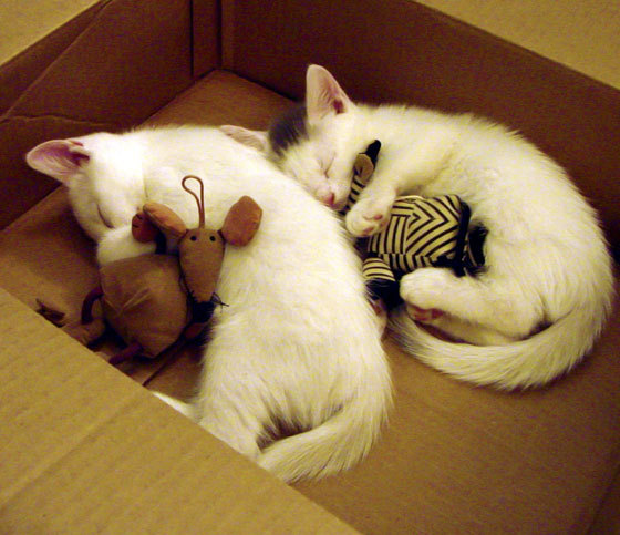 开云网址-兰斯队员默契配合，连续得分，兰斯足球